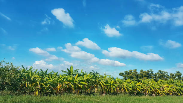 arroz campo y plátanos jardín - cotton photography cloud plantation fotografías e imágenes de stock