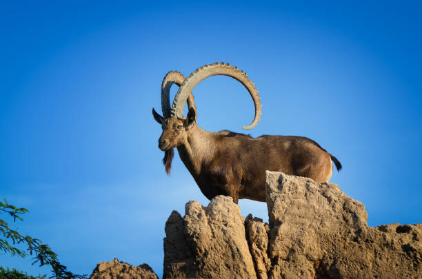 istock Siberian Ibex in the rocky surface 999757912