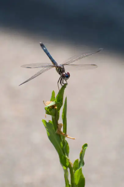 Blue Dragonfly perched on green plant.