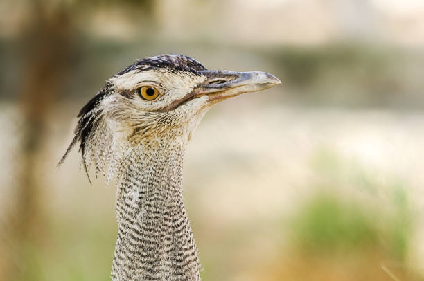 Head shot of an ostrich looking at the camera