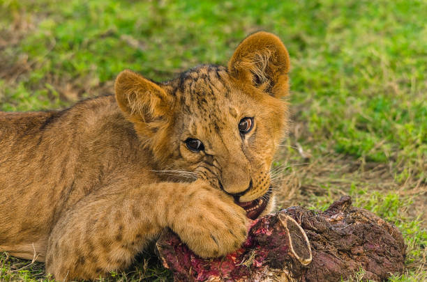 Close up of a Lion cub