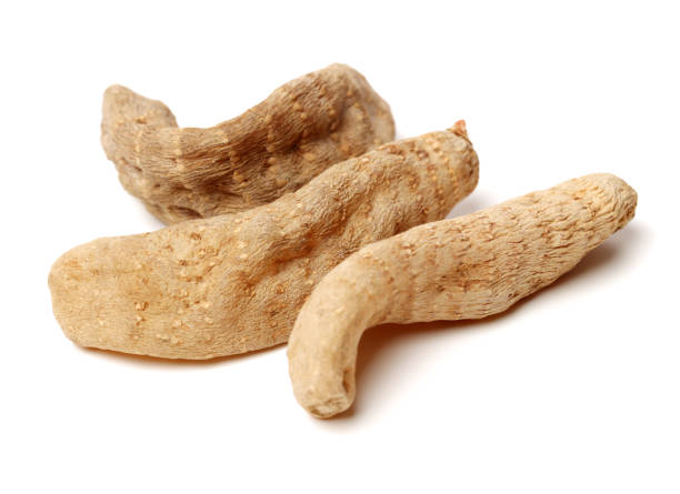 gastrodia elata su sfondo bianco - angelica root root tip chinese culture foto e immagini stock