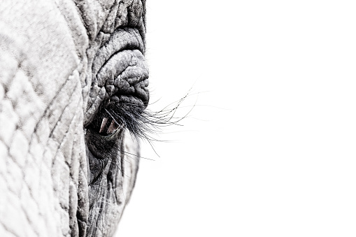Gritty high contrast and high key black and white image of the eye of an African elephant. Intentional shallow depth of field. Space for text.