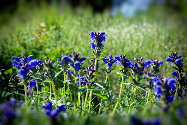 Floral summer background. blue wildflowers summer background