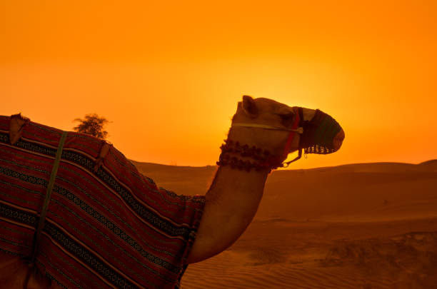 istock Silhouette of a camel in the desert 999763832