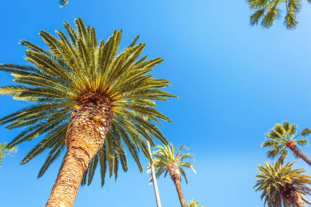 istock Palms of Beverly Hills 999763912