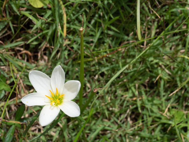 istock Candida fairy lily with blur background 999764944