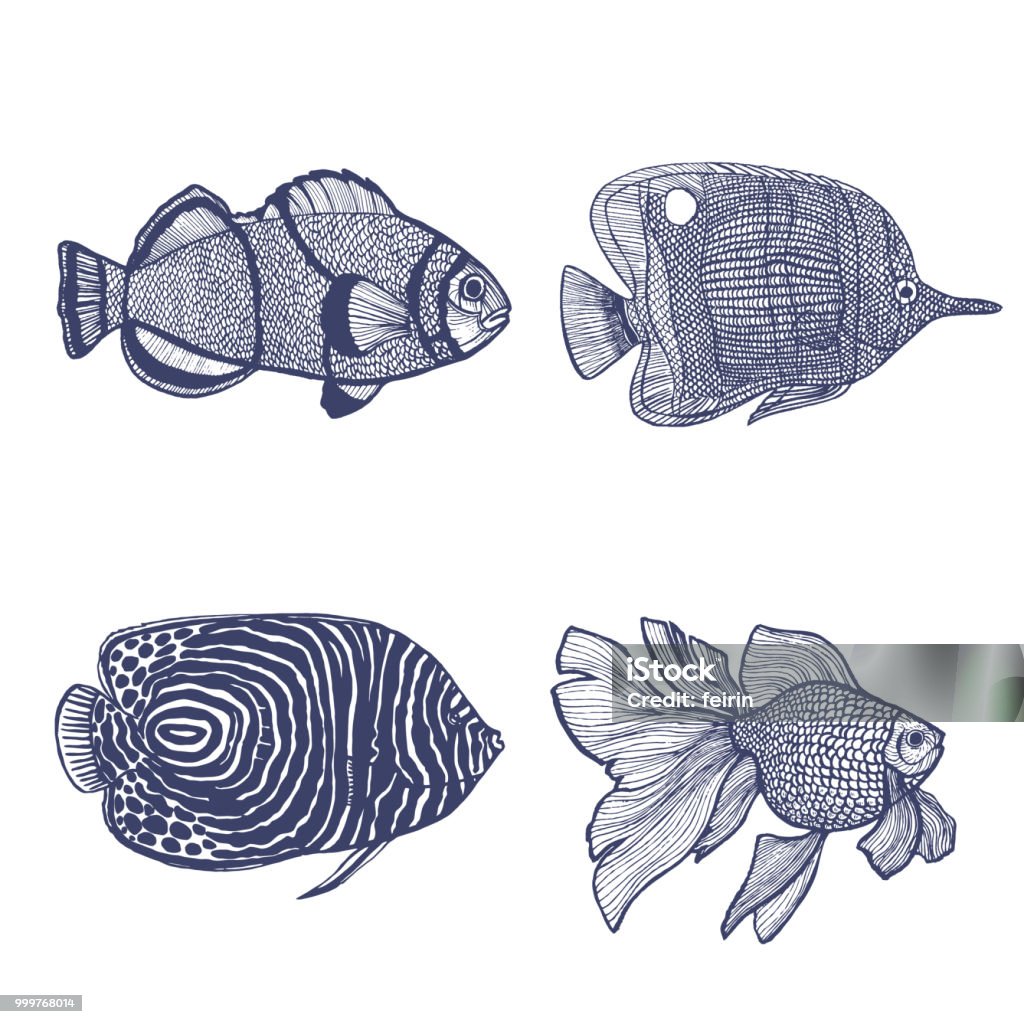 Set of Fish in Hand-Drawn Style Set of Fish. Collection of Sea Design Elements in Hand Drawn Graphic Style. Vector Illustration of Clown Fish Chelmon Rostratus Emperor Angelfish and Goldfish Drawing - Activity stock vector