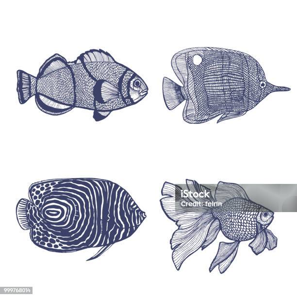 Set Of Fish In Handdrawn Style Stock Illustration - Download Image Now - Drawing - Activity, Fish, Striped