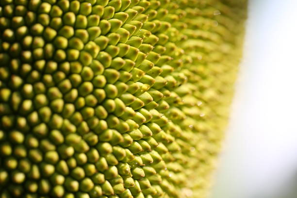 Close up of jackfruit shell stock photo