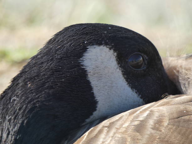 istock Canadian Goose - Side Profile - Close Up - Crips - Resting 999768280