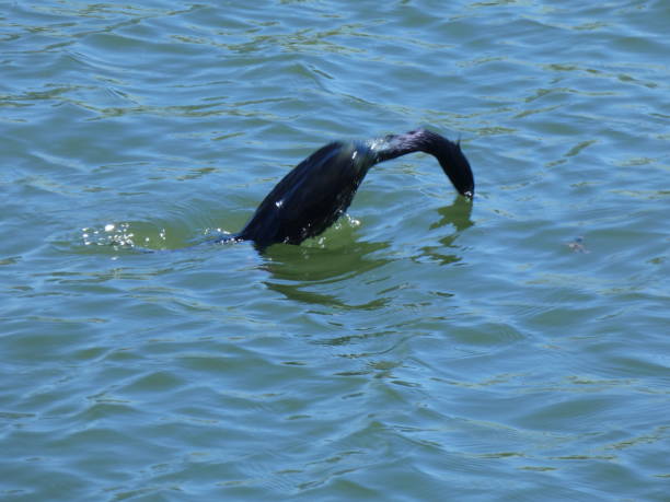 istock Lune Diving into The Water 999768434