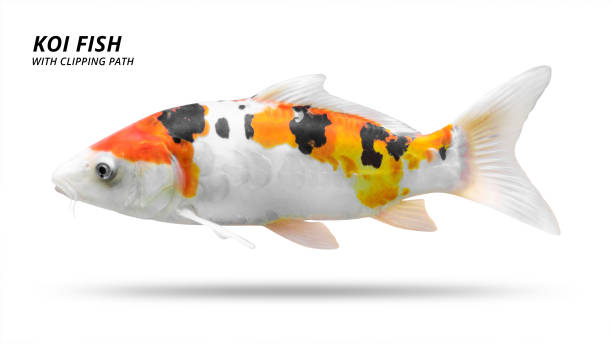 koi の魚は、白い背景で隔離。colorfuls コイの魚。(クリッピング パス) - carp ストックフォトと画像