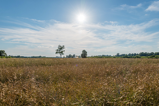 Brilliant Sun Over a Summer Wheat Field in Rural Latvia