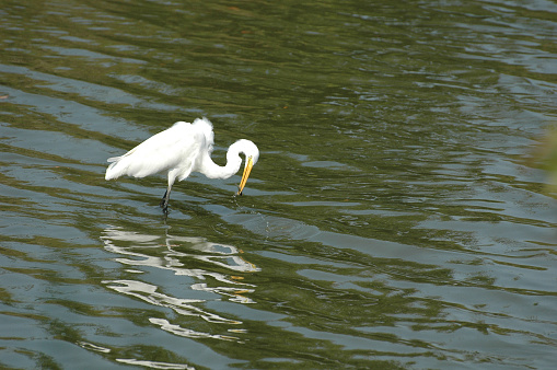 White heron in neighborhood lake.  Bird is catching a small fish.