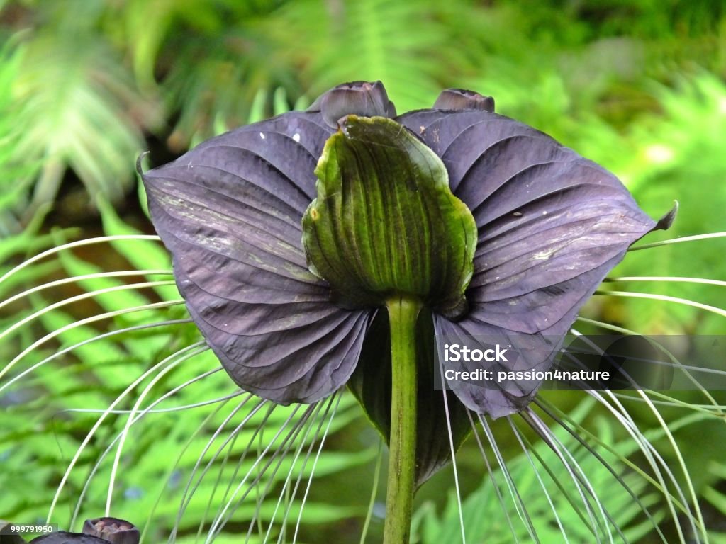 Foto de Negra Flor De Morcego e mais fotos de stock de Bigode de animal -  Bigode de animal, Cabeça da flor, Cor Preta - iStock