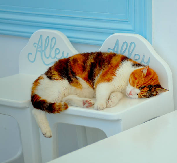 istock Beautiful cat relaxing in Santorini, Greece. 999792144