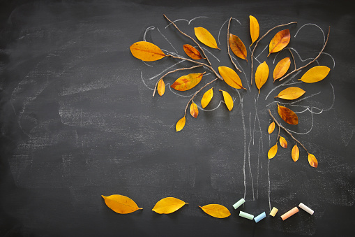 Back to school concept. Top view banner of tree sketch with autumn dry leaves over classroom blackboard background