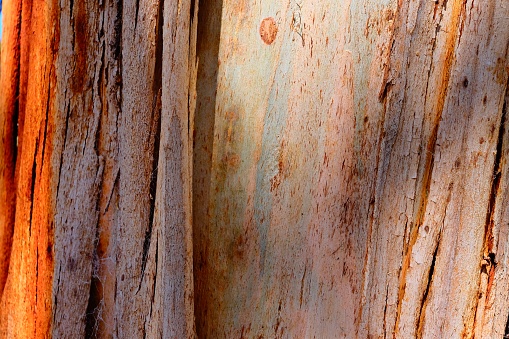 Dappled light of peeling tree bark in Gippsland, Victoria