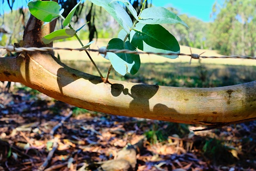 Gum leaves cast a shadow on the bare branch with barbed wire fence in Gippsland, Victoria