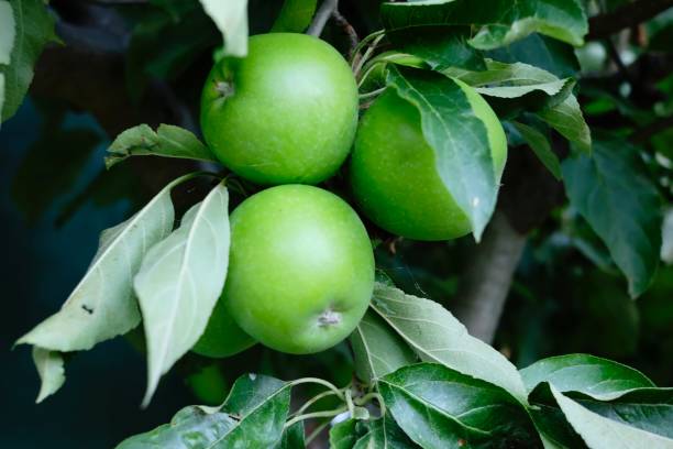 緑のリンゴ - granny smith apple ストックフォトと画像