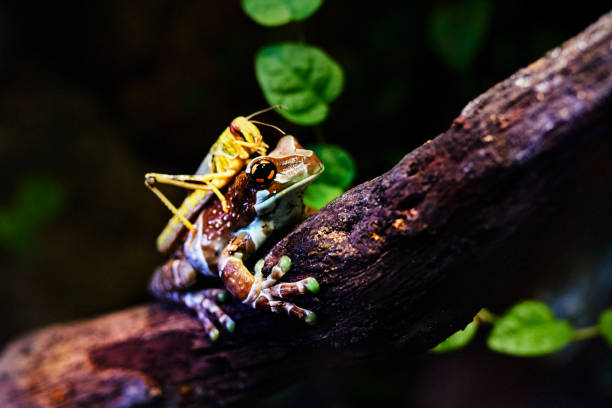 giftiger frosch mit gelben heuschrecke - rainforest austria nature tree stock-fotos und bilder