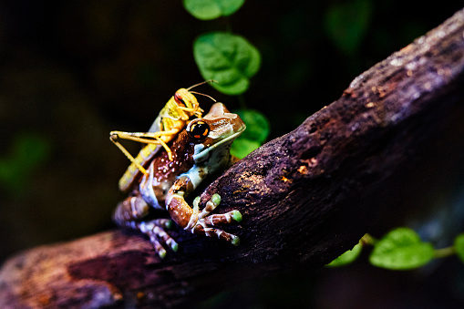 animals in the wilderness, poisonous frog with yellow grasshopper.