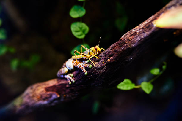 istock poisonous frog with yellow grasshopper on tree branch 999799920