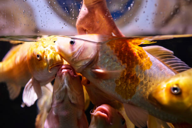 woman touching golden fishes