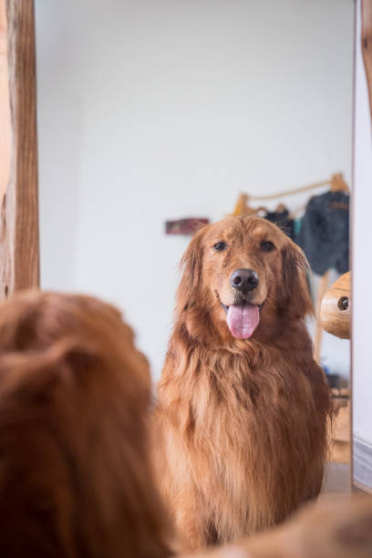 istock Golden Retriever in the mirror 999802360
