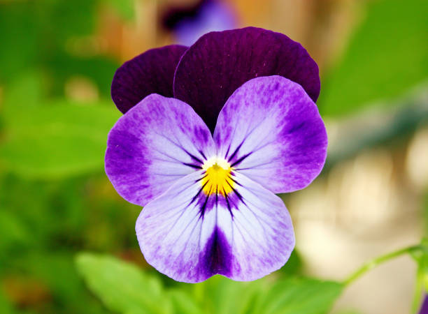 istock two-color pansy flower 999805148