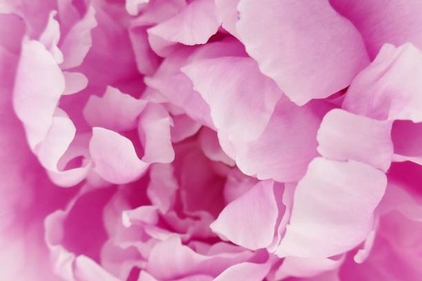 istock Peony flower. Pink Peony Macro.Floral natural background 999807950