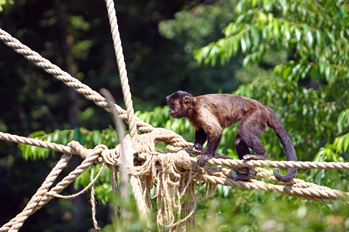Small brown capuchin monkey on the ropes
