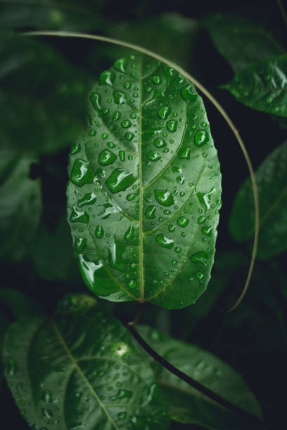 istock Water drops on leaves in nature 999811722