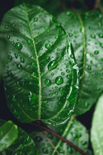 istock Water drops on leaves in nature 999811760