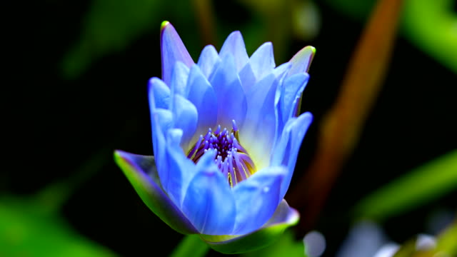 lotus water lily flower blooming close-up time lapse DCI 4K