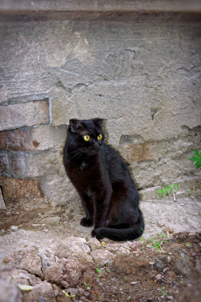 istock A young cat of black color 999818418