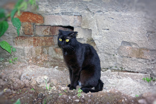 istock A young cat of black color 999818478