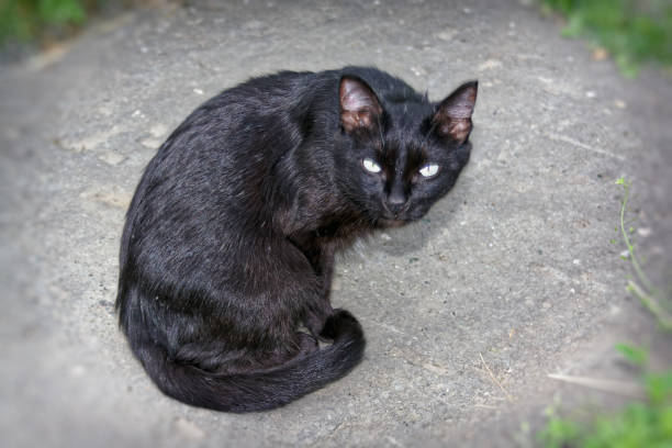 istock A young cat of black color 999818504