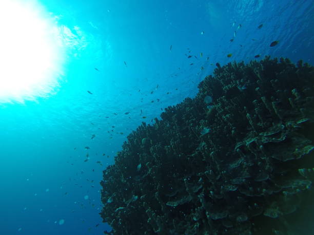 istock undersea view in ishigaki japan 999824496