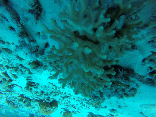 istock undersea view in ishigaki japan 999824514
