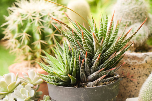 istock Small plant in pot, succulents or cactus 999824920