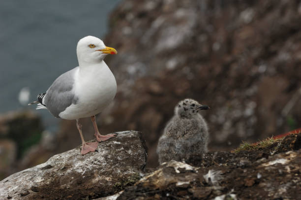 чайка сельди с цыпленком (larus argentatus) - herring gull стоковые фото и изображения