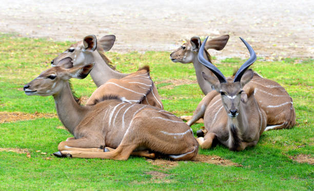istock Herd of Greater Kudu (Tragelaphus strepsiceros). 999825288