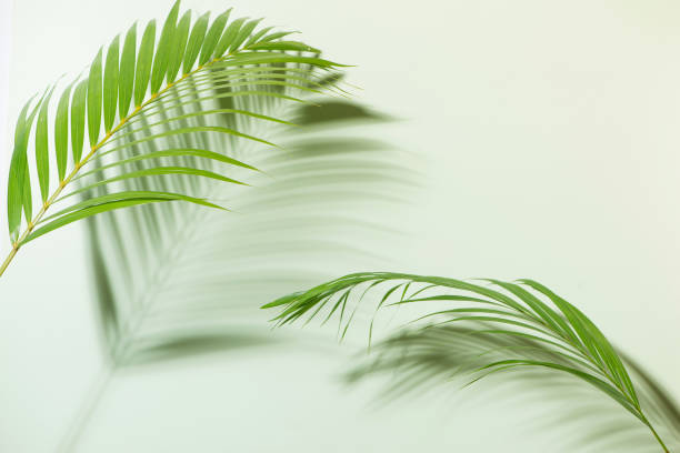 istock Creative layout made of colorful tropical leaves on white background. Minimal summer 999827698