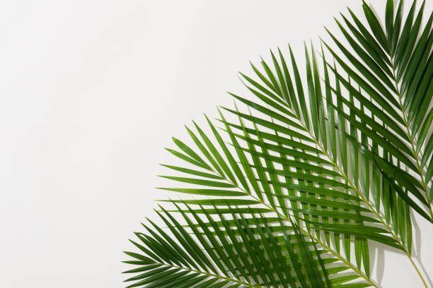 istock green leaves of palm tree on white background 999828070