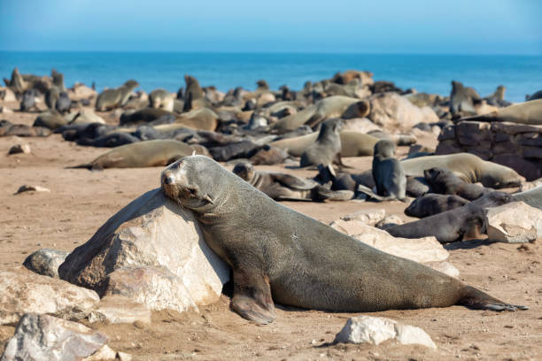 istock brown seal in Cape Cross, Namibia 999830642