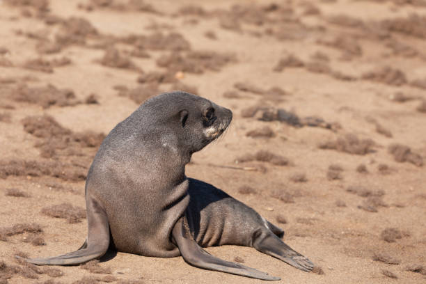 istock baby brown seal in Cape Cross, Namibia 999830646