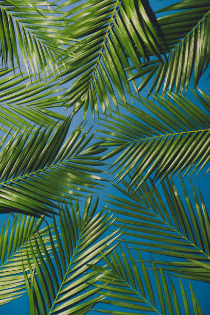 istock tropical palm foliage, greenery background, summer concept 999830926