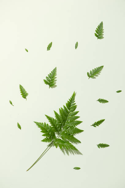 istock The leaves are falling on a white background 999830950